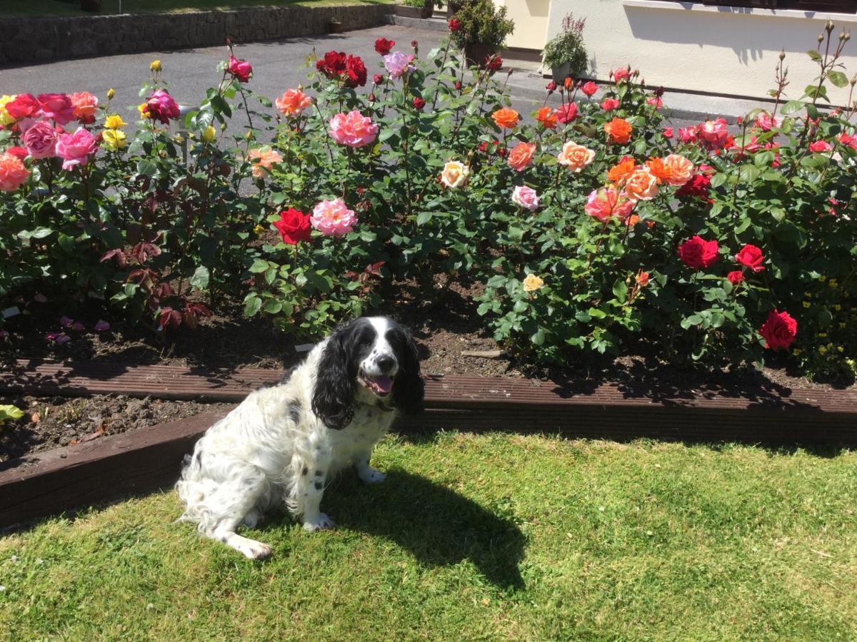 Weir View Bed And Breakfast Durrow Eksteriør bilde